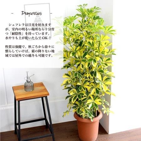 引取★ シェフレラ　ホンコン　斑入り　黄斑　8号　観葉植物　大型　シンボルツリー ホンコンカポック 'ハッピーイエロー' 8号【黄斑入り】【シェフレラ