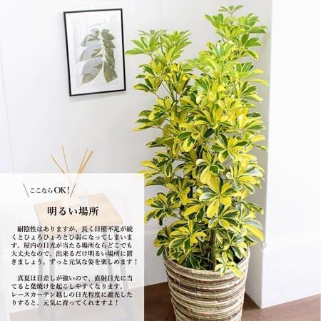 好評継続中 選べるバスケット鉢カバー付き ホンコンカポック ハッピーイエロー 8号 シェフレラ ヤドリフカノキ 目玉 送料無料 Cooperativasolar Es