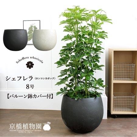 選べるバルーン鉢カバー付き ホンコンカポック 8号 シェフレラ ヤドリフカノキ Agt 55 花のアリマツ Yahoo 店 通販 Yahoo ショッピング