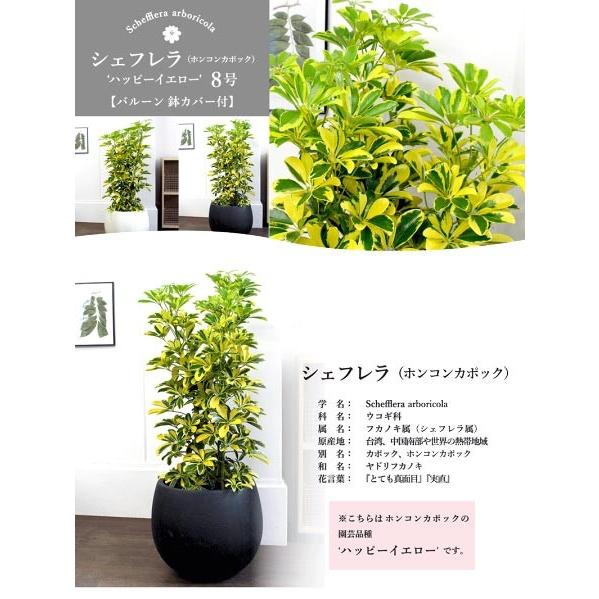選べるバルーン鉢カバー付き ホンコンカポック ハッピーイエロー 8号 黄斑入り シェフレラ ヤドリフカノキ Agt 57 花のアリマツ Yahoo 店 通販 Yahoo ショッピング