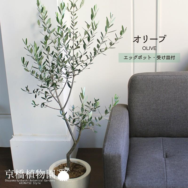正規激安 エッグポット オリーブ 受け皿付き 選べる鉢カラー 注目の Zoetalentsolutions Com