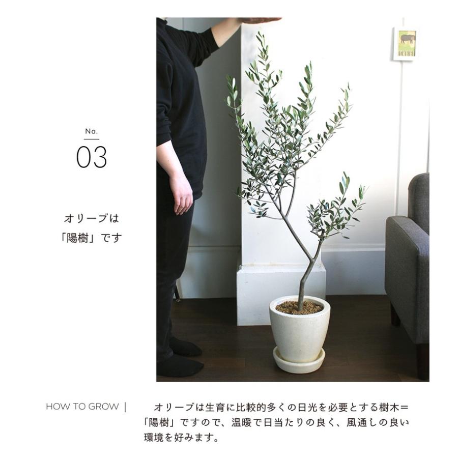 現品】オリーブ 曲がり 6号 黒鉢（2） 【公式通販】