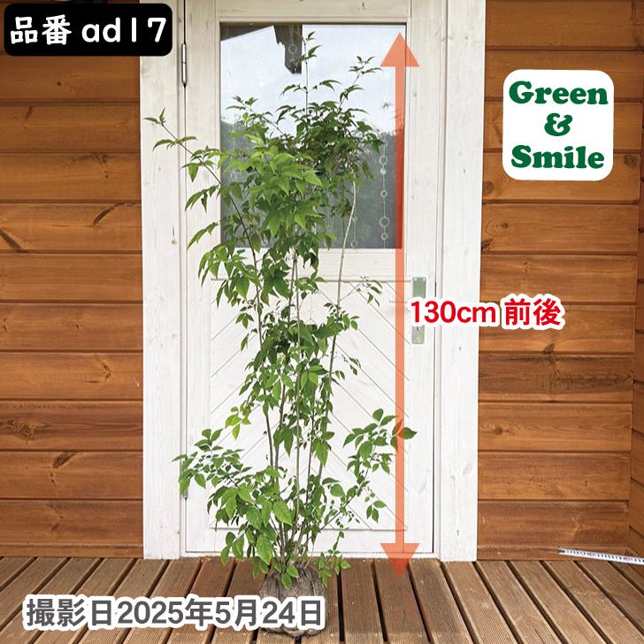 アオダモ 樹高約130cm 株立 写真で選べる現品発送 植木 苗木