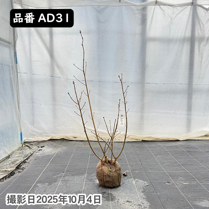 アオダモ 樹高110〜115cm前後 株立 写真で選べる現品発送 植木 苗木