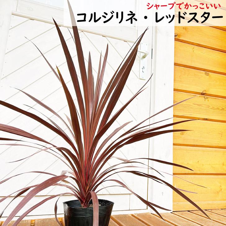 コルジリネ レッドスター 樹高50cm前後 5号ポット : green&smile