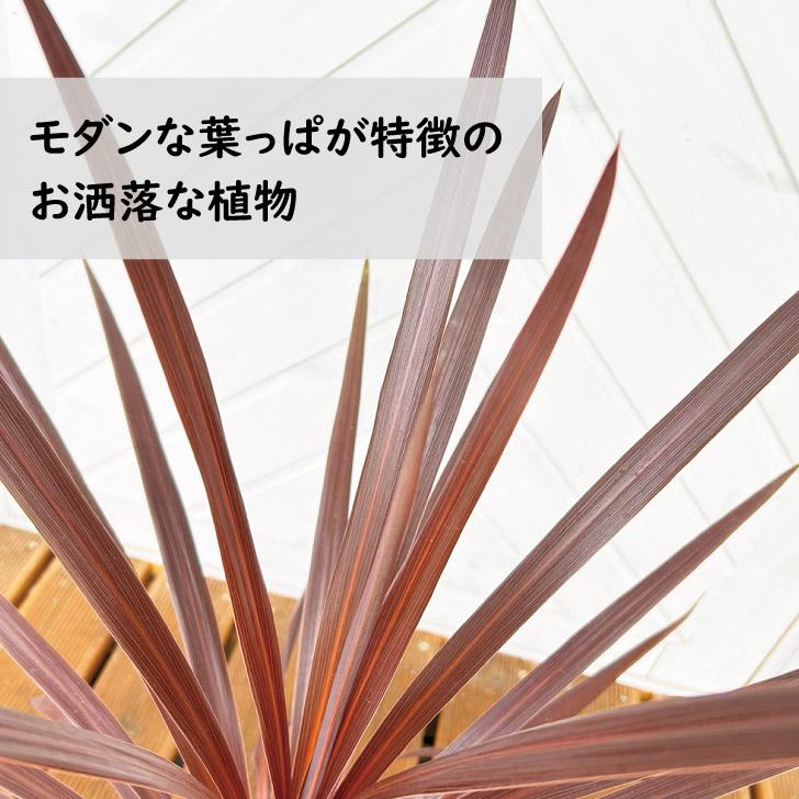 コルジリネ レッドスター　5号ポット　南国風のお洒落な植物｜green-smile｜02