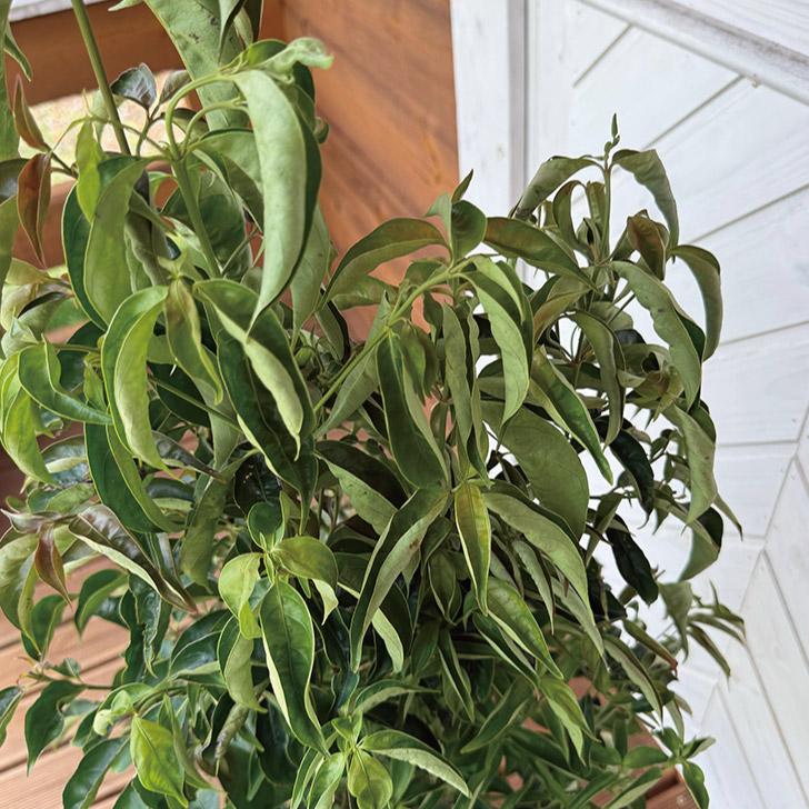 希少⭕️ クリストフル リュバン K24ゴールドプレート モカスプーン 2