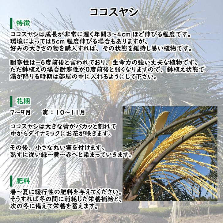 s*s様 ココスヤシ 鉢下から80㎝強 【公式通販】