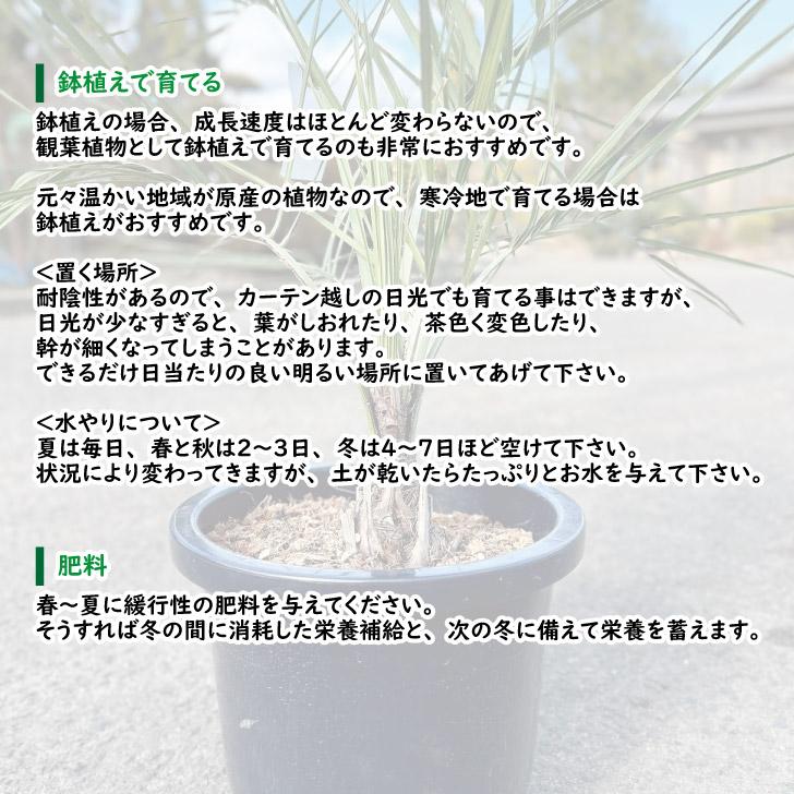 ココスヤシ 樹高70cm前後 品番S2553 現品発送 南国リゾートの雰囲気 
