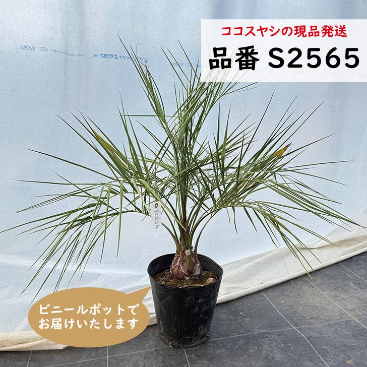 ココスヤシ 75〜85cm前後 南国リゾートの雰囲気 品番：S2565、S2580 