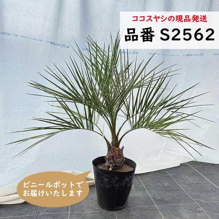 ココスヤシ 樹高60〜70cm前後 品番：S2561、S2562 南国リゾート