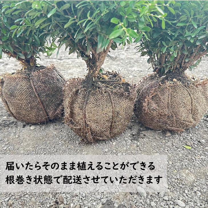 クサツゲ 常緑低木 樹高20cm前後 : green&smile - 通販 - Yahoo