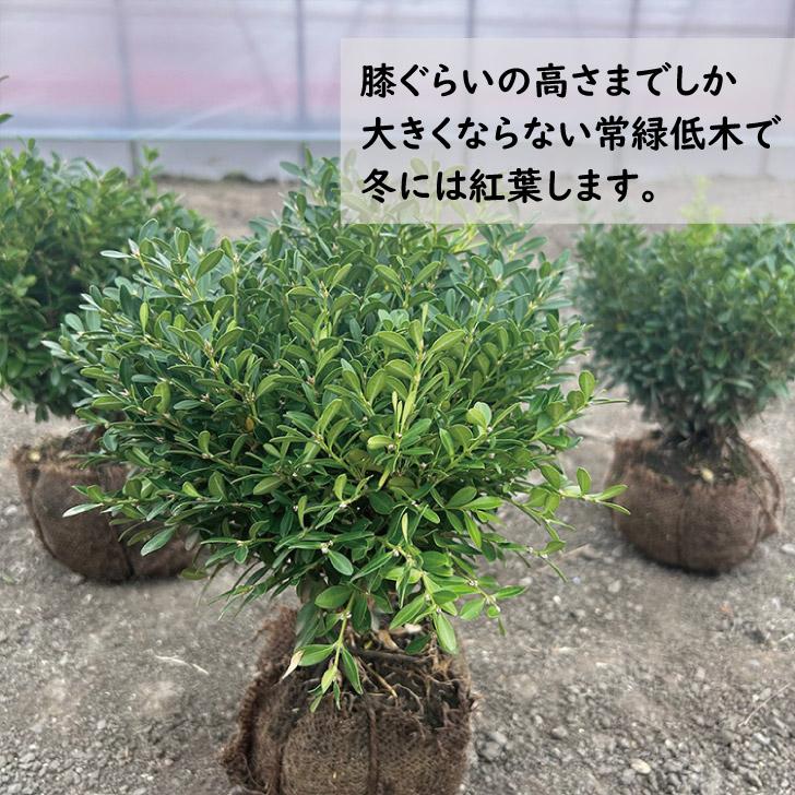 常緑樹　2種セット 樹木シリーズ - DEPOS