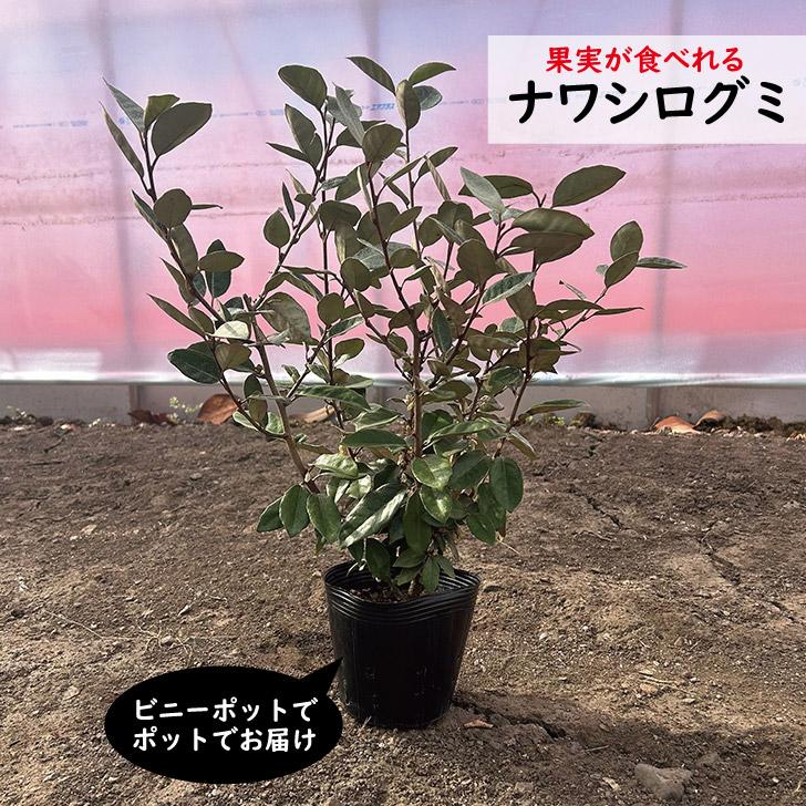 ナワシログミ 5本セット 常緑樹 樹高50cm前後 : green&smile - 通販
