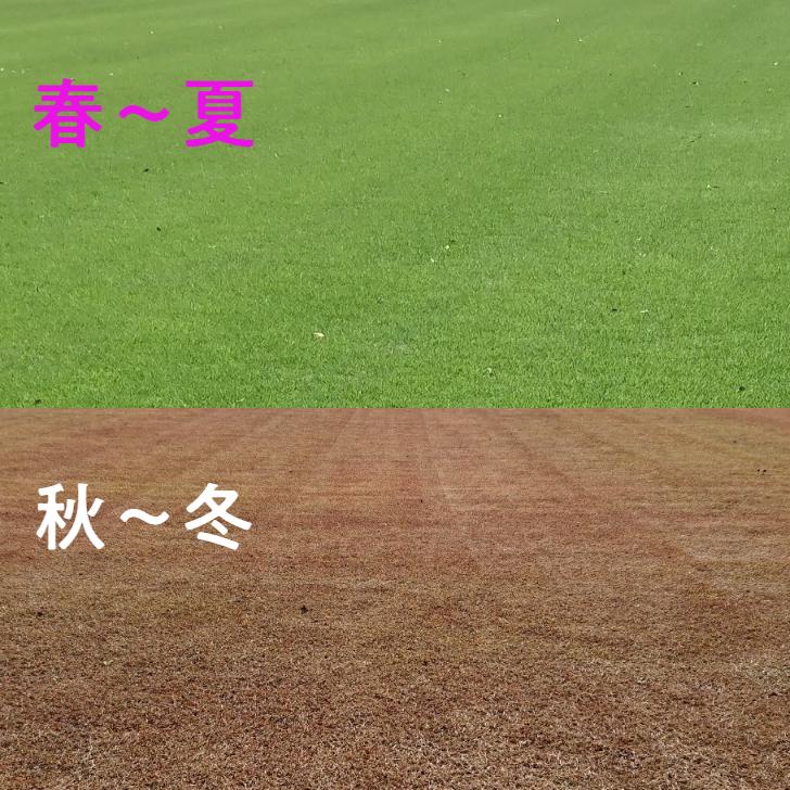 高麗芝（2束）芝・芝生・庭 コウライシバ・天然芝 : green&smile