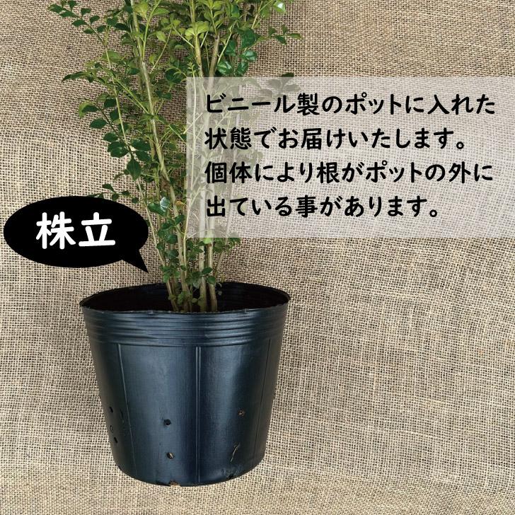シマトネリコ 株立 高さ1m前後 シンボルツリー 常緑 カブトムシの木