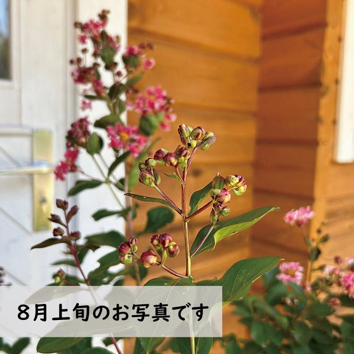 サルスベリ 夏祭り 樹高65cm前後 : green&smile - 通販 - Yahoo