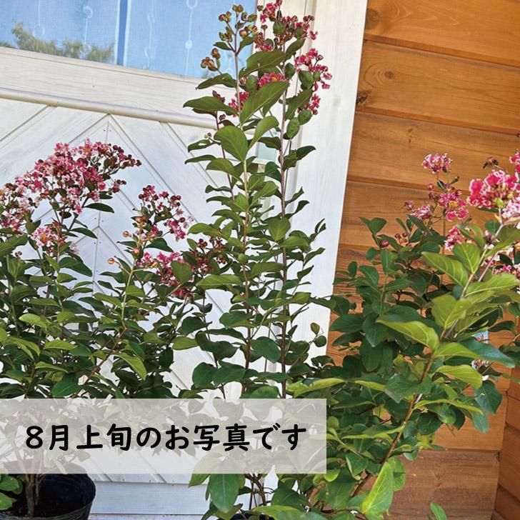 サルスベリ 夏祭り 樹高65cm前後 : green&smile - 通販 - Yahoo