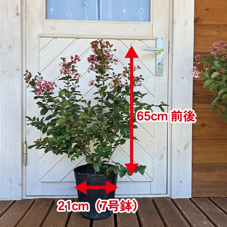サルスベリ 夏祭り 樹高65cm前後 : green&smile - 通販 - Yahoo