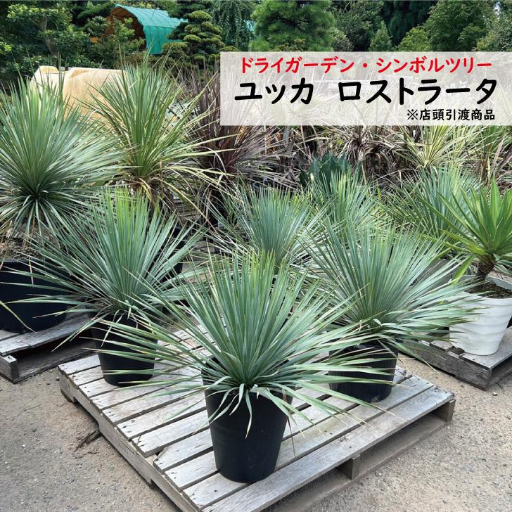 ユッカロストラータ 高さ50cm前後【店頭引渡商品 ユッカロストラータ 高さ50cm前後【店頭引渡商品