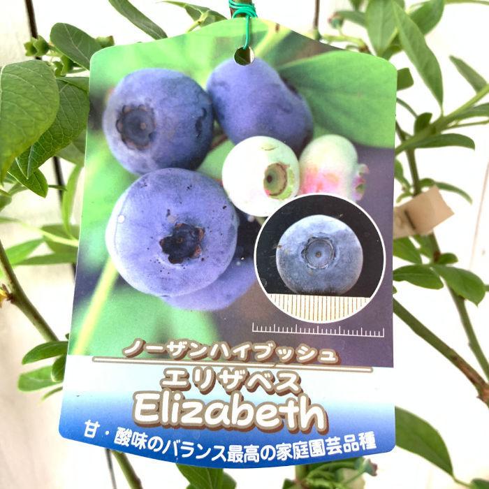 ブルーベリー 苗木 エリザベス 13.5cmポット苗 ノーザンハイブッシュ系