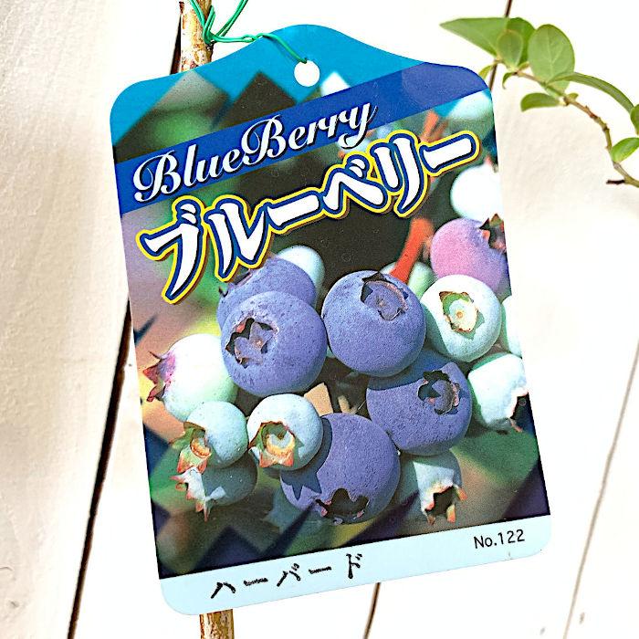 ブルーベリー 苗木 ハーバード 13.5cmポット苗 3年生苗 ノーザンハイブッシュ系 ブルーベリー 苗|green-very|02