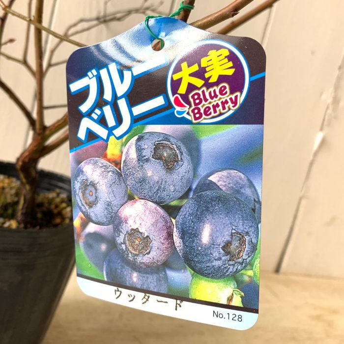 ブルーベリー 苗木 ウッダード 13.5cmポット苗 3年生苗 ラビットアイ系