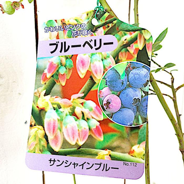 ブルーベリー 苗木 サンシャインブルー 13.5cmポット苗 3年生苗 サザン