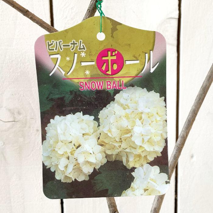 ビバーナム 苗木 スノーボール 13.5cmポット苗 3年生苗 苗 : 苗通販店