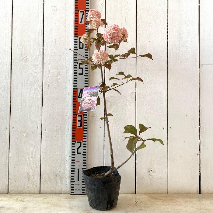 ビバーナム 苗木 メリーミルトン 13 5cmポット苗 3年生苗 ビバーナム 苗 Bnmm 苗通販店 ぐりーんべりぃ 通販 Yahoo ショッピング