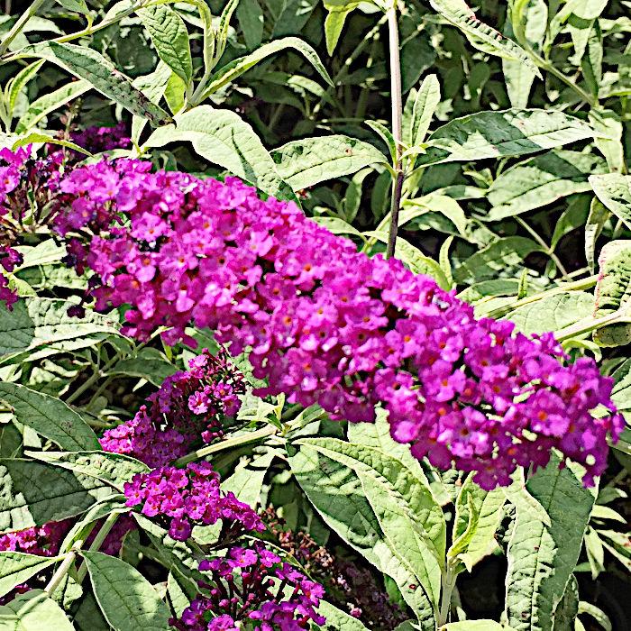 ブッドレア 苗木 ハーレクイン 13 5cmポット苗 3年生苗 ブットレア 苗 Bt Hc 苗通販店 ぐりーんべりぃ 通販 Yahoo ショッピング