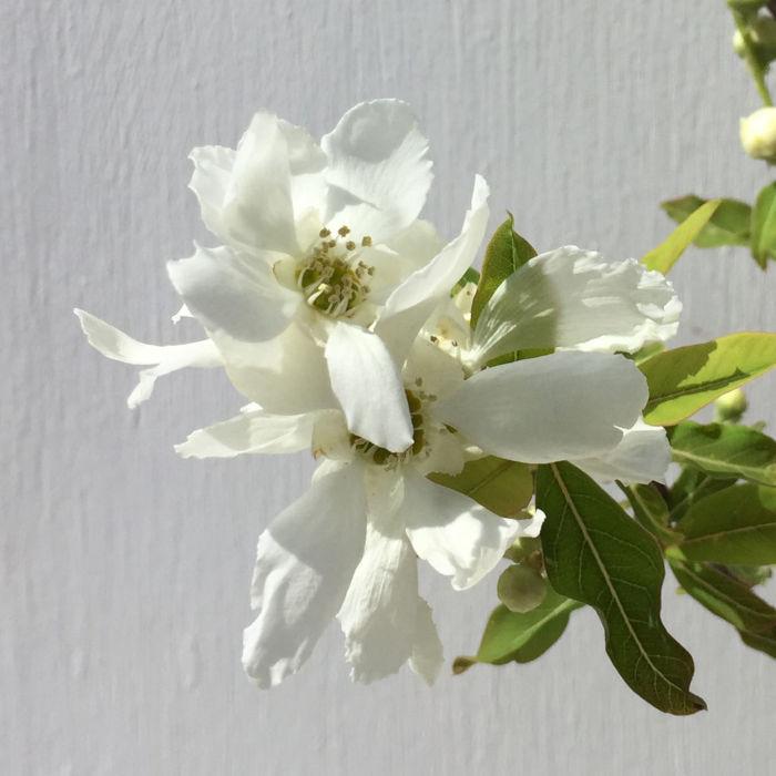 利休梅 苗木 利休梅 13 5cmポット苗 3年生苗 リキュウバイ 苗 りきゅうばい Eth Rkb 苗通販店 ぐりーんべりぃ 通販 Yahoo ショッピング