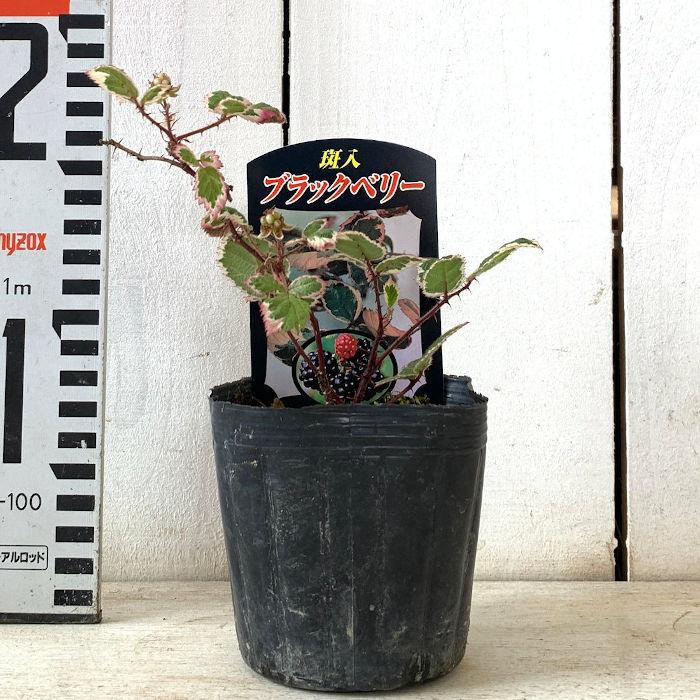 ブラックベリー 苗木 斑入りブラックベリー 9cmポット苗 2年生苗 ブラックベリー 苗 |  | 01