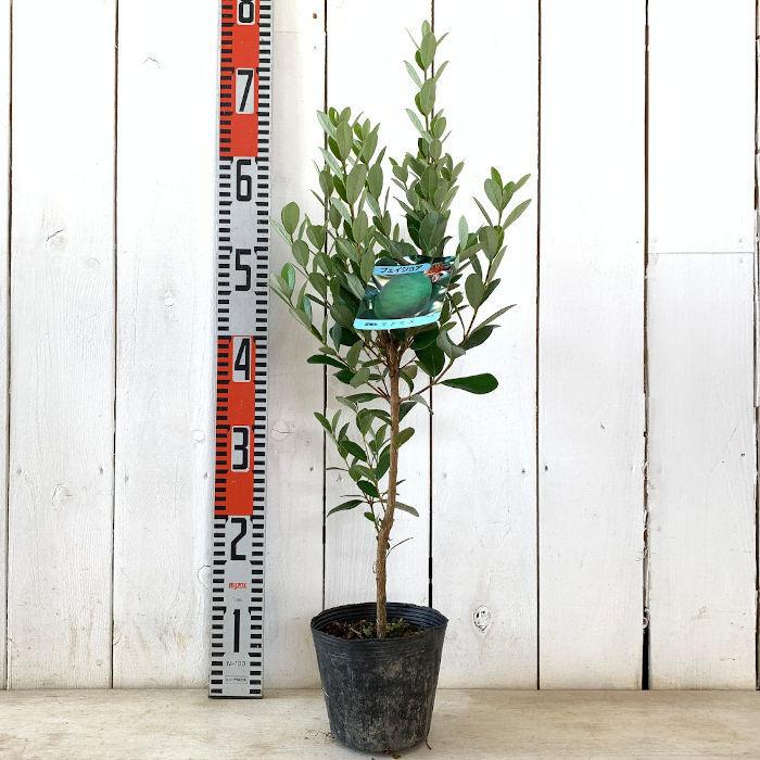 フェイジョア 苗木 マンモス 13.5cmポット苗 3年生苗 フェイジョア 苗