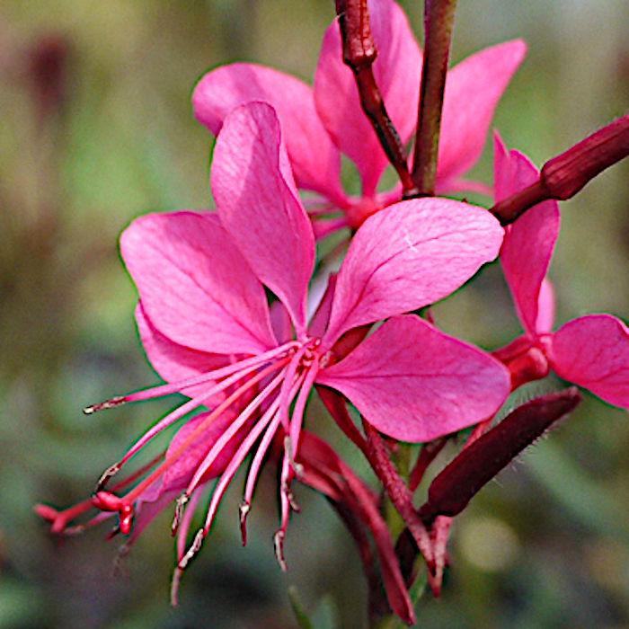 豪奢な ガウラ苗 ガウラ 白蝶草 多年草 花苗 抜き苗