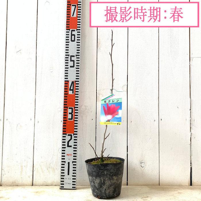 ガール マグノリア 苗木 アン 13 5cmポット苗 3年生苗 ガールマグノリア 苗 モクレン Hcgm 苗通販店 ぐりーんべりぃ 通販 Yahoo ショッピング