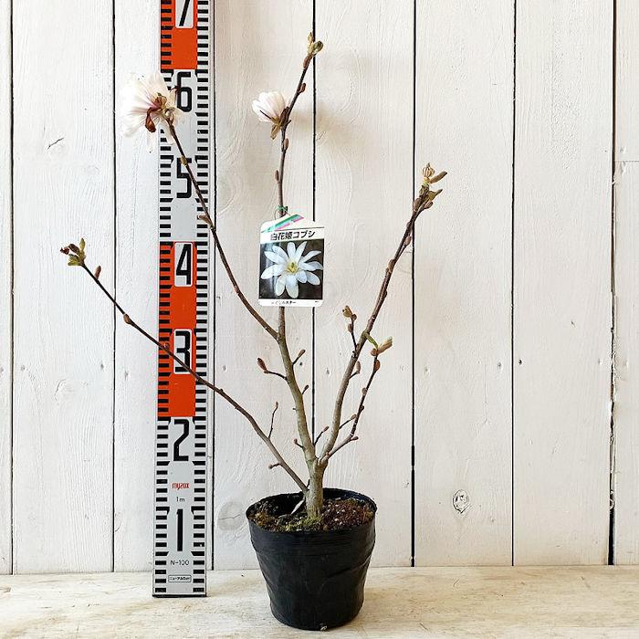 ヒメコブシ 苗木 ロイヤルスター 13 5cmポット苗 3年生苗 ひめこぶし 苗 Hkrs 苗通販店 ぐりーんべりぃ 通販 Yahoo ショッピング