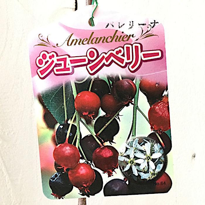 ジューンベリー 苗木 バレリーナ 13 5cmポット苗 3年生苗 ジューンベリー 苗 Jb Brn 苗通販店 ぐりーんべりぃ 通販 Yahoo ショッピング