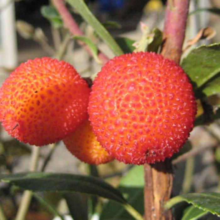 木イチゴ 苗木 姫イチゴ 白花 13 5cmポット苗 3年生苗 姫いちご 姫苺 木いちご 苗 木苺 Met Ik 苗通販店 ぐりーんべりぃ 通販 Yahoo ショッピング