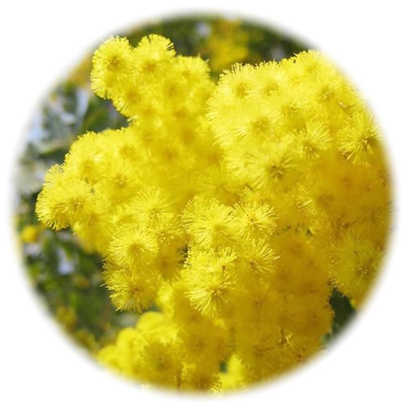 ミモザ 苗木 12cmポット苗 3年生苗 銀葉アカシア ミモザの木 みもざ