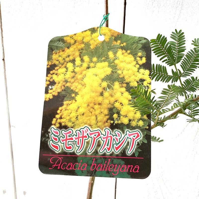 ミモザ 苗木 ミモザ 12cmポット苗 3年生苗 銀葉アカシア ミモザの木 Mz 苗通販店 ぐりーんべりぃ 通販 Yahoo ショッピング