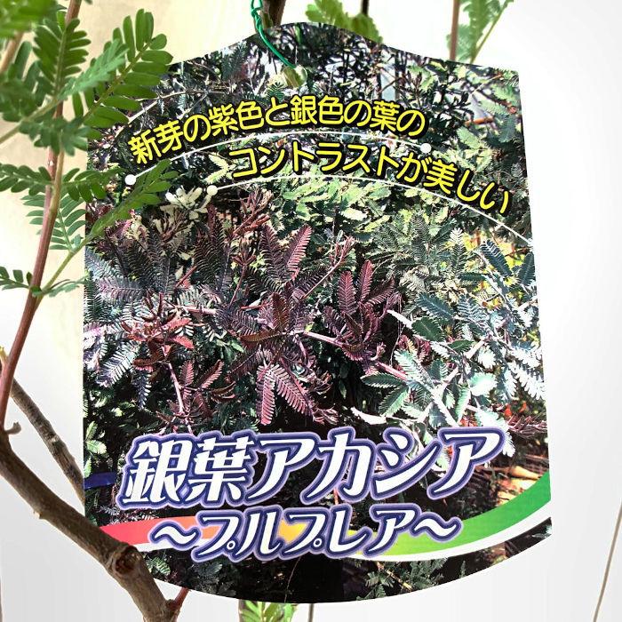 ミモザ 苗木 プルプレア 12cmポット苗 3年生苗 銀葉アカシア 苗 みもざ