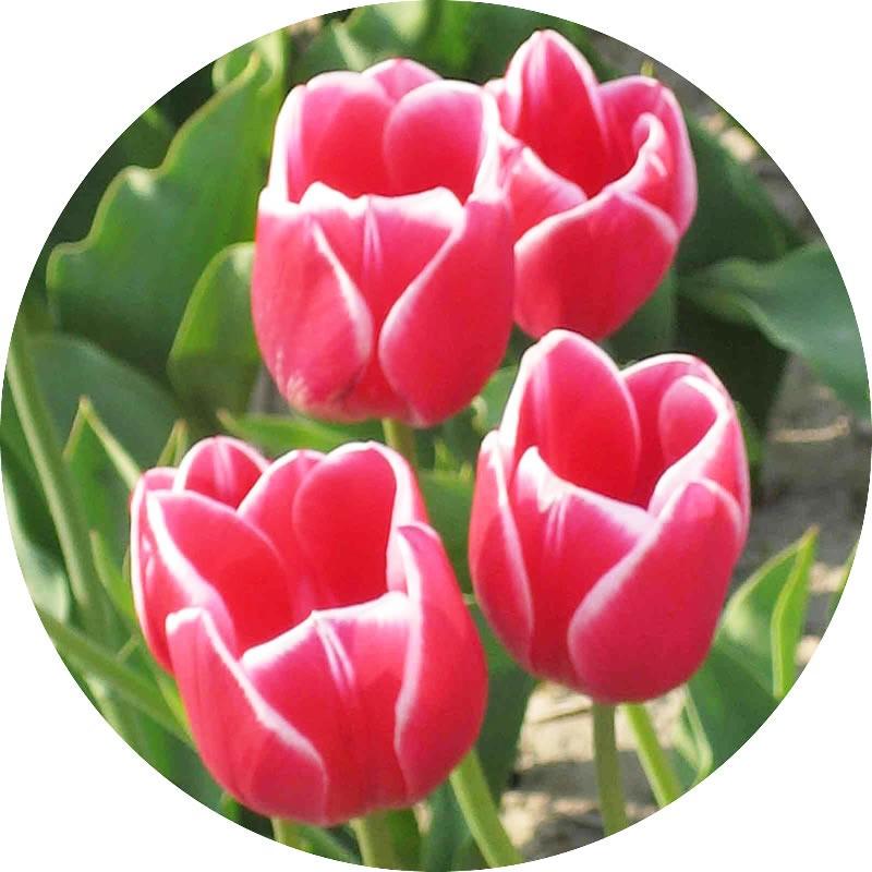 チューリップ 球根 メリープリンス 新潟県育成品種 10cm球 50球入 赤 白 Mwway Com Br