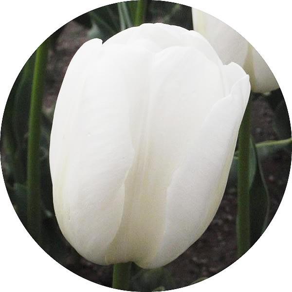 チューリップ 球根 雪うさぎ 新潟県育成品種 10cm球 50球入 白 Winestyles Jp