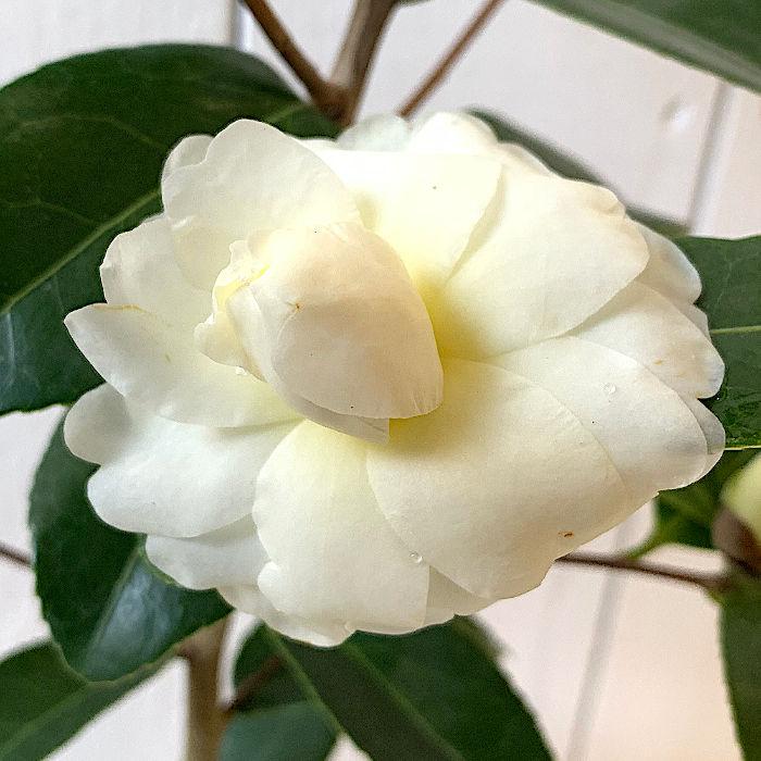 バターミントのレシピ