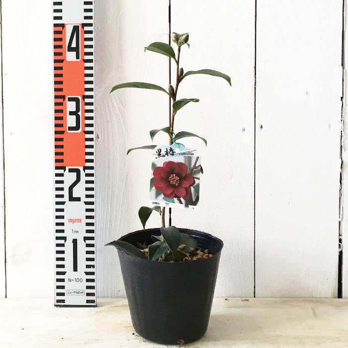 椿 苗木 黒椿 13 5cmポット苗 ツバキ 苗 つばき Ng Kuro 苗通販店 ぐりーんべりぃ 通販 Yahoo ショッピング