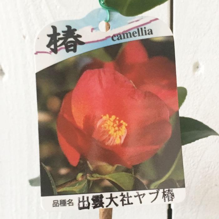 椿 苗木 出雲大社赤藪椿 13 5cmポット苗 いずもたいしゃあかやぶつばき ツバキ 苗 つばき Ng Tbit 苗通販店 ぐりーんべりぃ 通販 Yahoo ショッピング