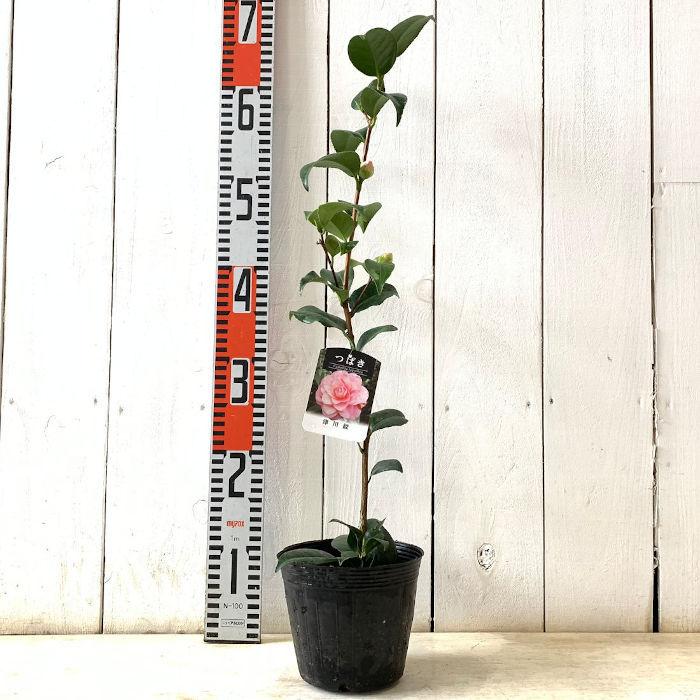 獅子王　ししおう　椿 獅子王 ししおう 椿 95cm苗