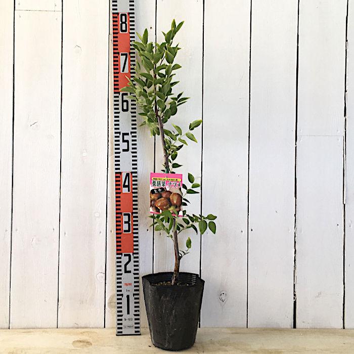 ナツメ 苗木 皇帝　4年苗　超大実 ナツメ 苗木 皇帝 4年苗 超大実 ナツメ 苗木 皇帝 4年苗 超大実