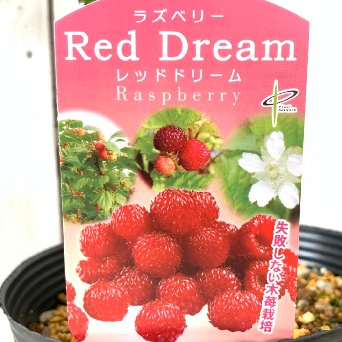 ラズベリー 苗木 レッドドリーム 16.5cmポット苗 苗 : 苗通販店